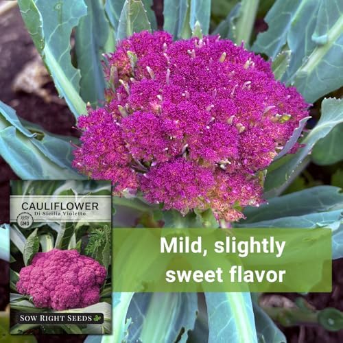 Sow Right Seeds - Di Sicilia Violetto Cauliflower Seed for Planting 4pk - Image 5