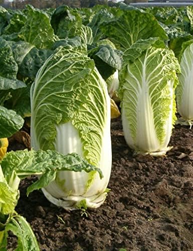 300 Michihili Chinese Cabbage Seeds for Planting Heirloom Non GMO 1 gram Garden Vegetable Bulk Survival Bak Choy Pak by Unknown