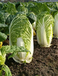 300 Michihili Chinese Cabbage Seeds for Planting Heirloom Non GMO 1 gram Garden Vegetable Bulk Survival Bak Choy Pak by Unknown