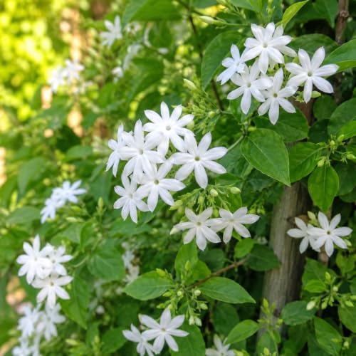 Downy Jasmine Plant Live | 4-8 Inch Tall | Soft Downy Leaves & White Blooms | Easy to Grow Live Jasmine Plant for Indoor Home Décor - Image 2