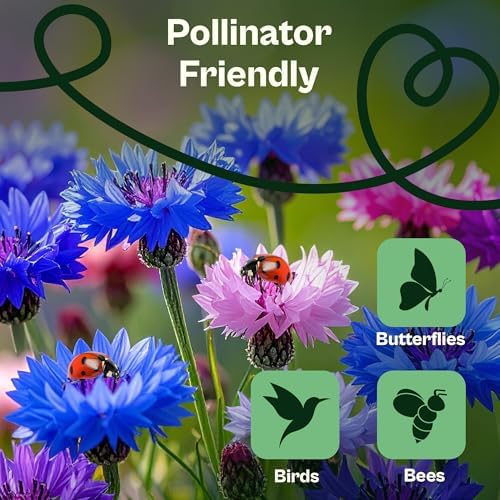 SVI 800 Bachelor Button Seeds for Planting (Centaurea cyanus) – Cornflower, Wildflower Mix Seed Packets – Heirloom Flower Seeds to Plant Outside in Garden, Borders, and Containers - Image 4