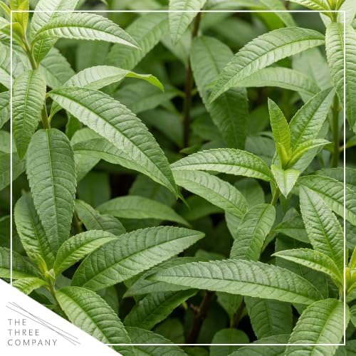 Herb - Lemon Verbena (4 Pack), Live Edible Herb, Herbal Tea, Lemon Aroma - Image 2