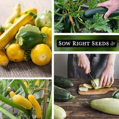 Sow Right Seeds - Mixed Zucchini Seed for Planting Summer Squash Garden 4pk - Image 4