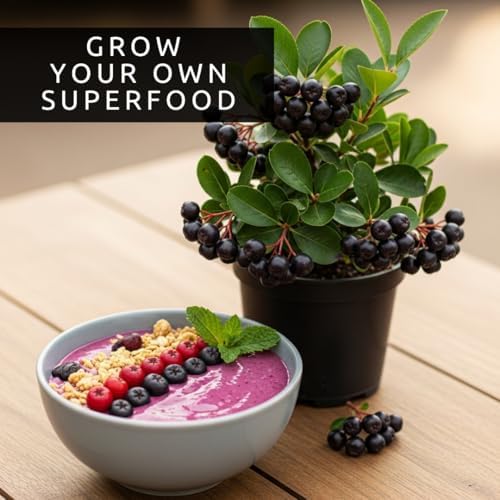 Black Chokeberry Live Plants – Aronia melanocarpa – 1 Year Old Seedlings - Grow Your Own Antioxidant-Rich Superfood Berry Tree – Hardy, Fast-Growing, Ideal for Garden or Container Planting (5 Plants) - Image 5