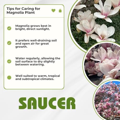 Saucer Magnolia Tree Live Plant, Cold Hardy Flower Tree, 6-12 Inch Tall - Image 6