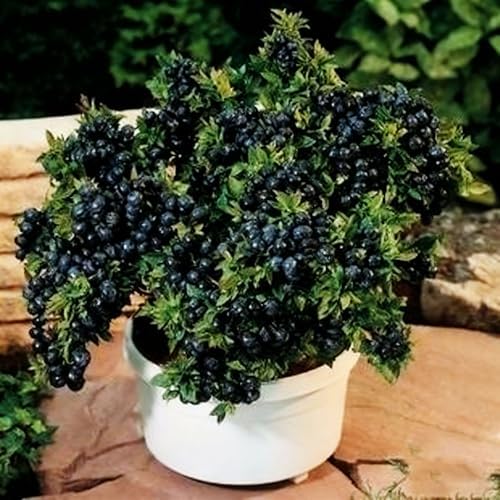 Bonsai Fruit Tree Mix Seeds for Planting, Lemon 40, Apple 42, Cherry 20, Orange 40, Blueberry 20 Seeds, 5 Variety Fruit Tree Seed for Home Bonsai Outdoor, Heirloom Non-GMO - Image 4