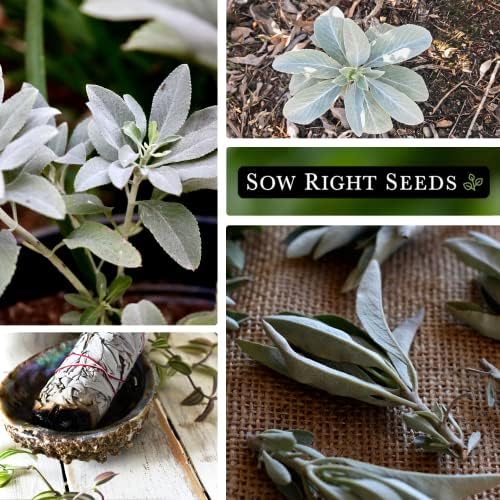 Sow Right Seeds - White Sage Seed for Planting Perennial Medicinal Herb 2pk - Image 4