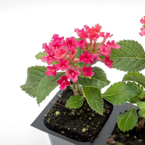 3 Irene Lantanas, Live Plants – Continuous Blooms, Thriving in 2.5” Nursery Cubes - Image 6