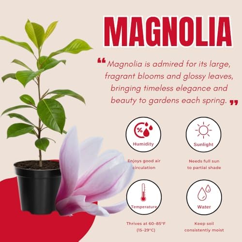 Saucer Magnolia Flower Tree Live Plant, Spring Bloom Tree, 2.5'' Pot - Image 3