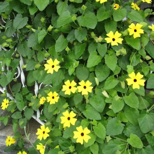 Park Seed Black-Eyed Susan Vine – Pack of 25 - Image 4