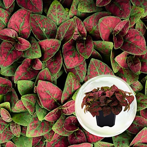 Polka Dot Plant (4-Pack) - Live Houseplants, Small Indoor Plants, Hypoestes Red - Colorful, Air-Purifying House Plants by FamPlants