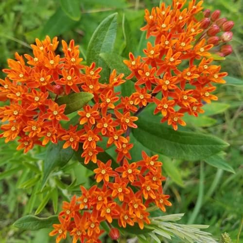 2 Mix Milkweed Live Plants, Flowering Plant, 4-7 Inch Tall - Image 7