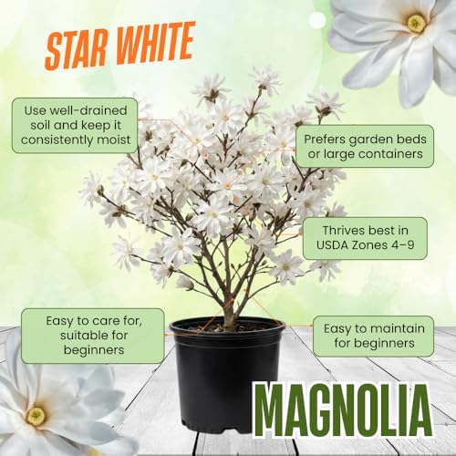 Star Magnolia Live Plant, Flower Tree, 6-12 Inch Tall, 2.5 Inch Pot - Image 5