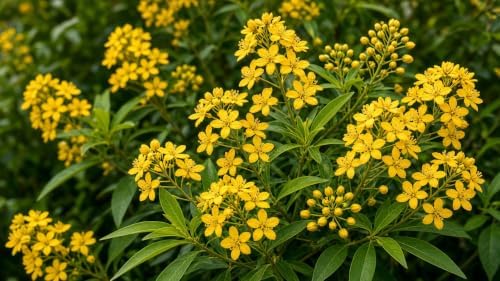 Rain of Gold (Galphimia glauca), 2 Pack Live Plants - Golden Yellow Flower Sprays, Heat & Drought Tolerant, Evergreen Shrub, Hardy Zones 9-11, Garden & Container Friendly - Image 2