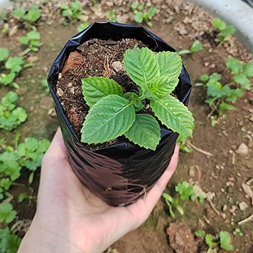 Belit 100 Pcs Plant Nursery Bags, Plastic Seedling Pots Container for Fruit Tree, Flower, Starting saplings, Plant Grow(3.5"x7.6") - Image 2