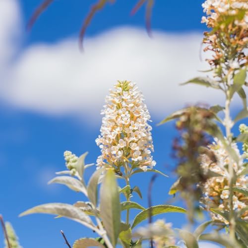 Perfect Plants White Profusion Butterfly Bush, 1 Gallon, Live Plant - Image 5