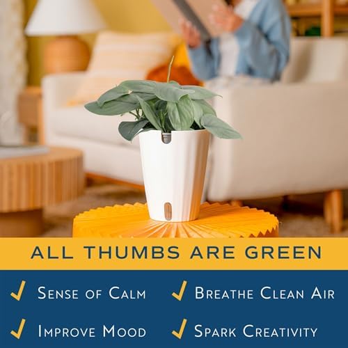 Costa Farms Scindapsus Platinum Java, Live Indoor Plant, Easy Care - Image 5
