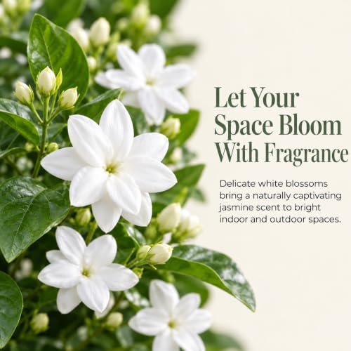 Sambac Arabian Jasmine Live Plant, Rare Fragrant Indoor Outdoor Houseplant - Image 3