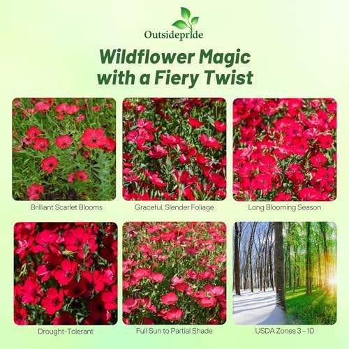 Outsidepride Scarlet Flax Seeds - 5000 Pcs Annual Flower Seeds for Planting, Self-Seeding, Drought-Tolerant w/Compact Growth, for Small Gardens, Meadows, Borders, or Mass Plantings - Image 2