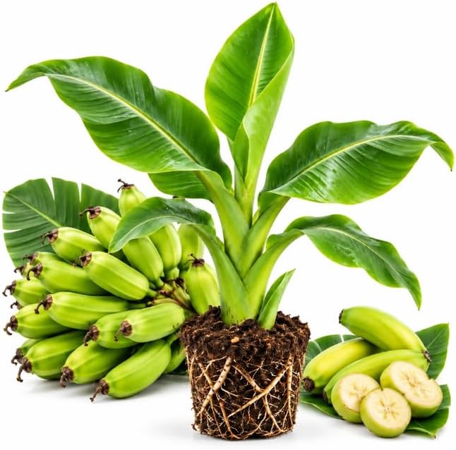 Dwarf Banana Tree, Musa Double Mahoi Banana Plant Live, 1 Starter Plant by GINGERGLOW