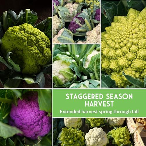 Cauliflower Seeds 4 Variety Pack for Planting – Survival Garden Seeds - Image 6