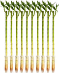 Costa Farms Lucky Bamboo, Live Indoor Plant, Easy Care, Home Decor by Unknown