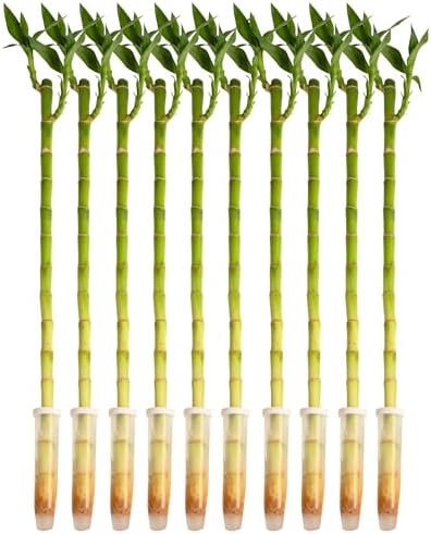 Costa Farms Lucky Bamboo, Live Indoor Plant, Easy Care, Home Decor by Unknown