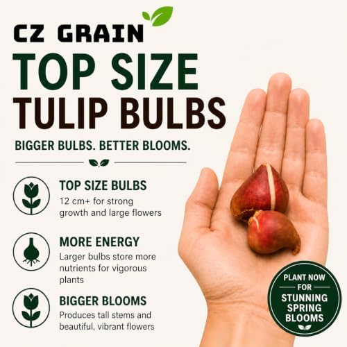 25 Darwin Mix Tulip Bulbs for Fall Planting | Large Colorful Spring Blooms - Image 6