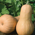 Park Seed Big Chief F1 Butternut Squash Seeds – Large 4–5 lb Fruits with Golden Flesh, Mild Sweet Flavor, Vigorous Warm-Season Vine, Rich in Vitamin A, Direct Sow or Indoor Start, Pack of 20 by ParkSeed