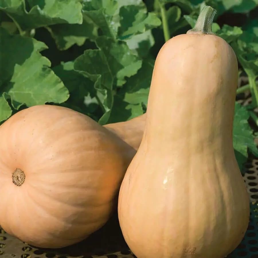 Park Seed Big Chief F1 Butternut Squash Seeds – Large 4–5 lb Fruits with Golden Flesh, Mild Sweet Flavor, Vigorous Warm-Season Vine, Rich in Vitamin A, Direct Sow or Indoor Start, Pack of 20 by ParkSeed
