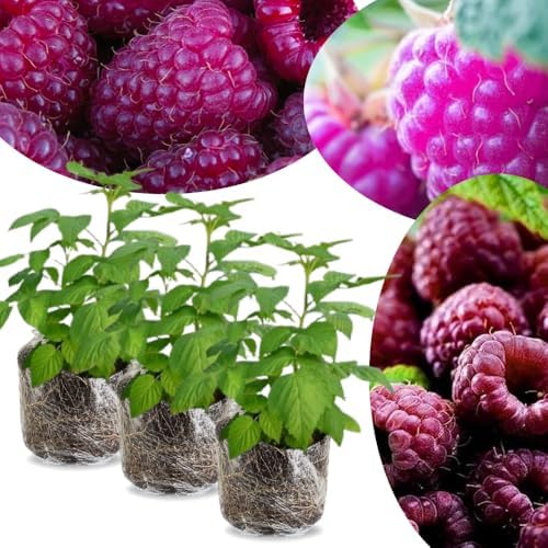 4 Glencoe Thornless Raspberry Live Plants, Berry Bush Plant, 4-6 Inch Tall - Image 6