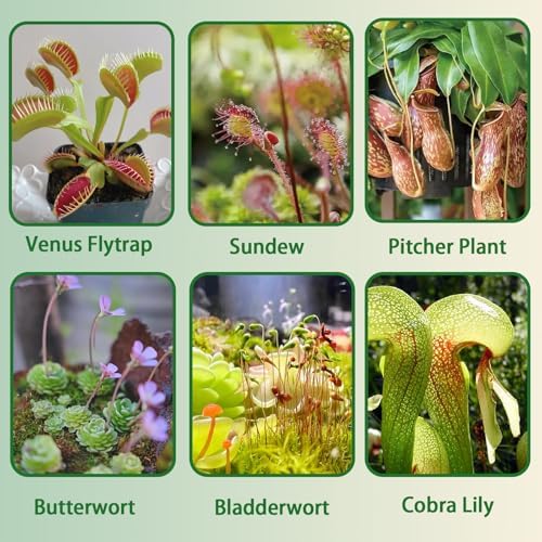 Carnivorous Plant Soil Mix 4qt, Pure Peat Moss and Perlite Mixture for Venus, Pitcher, Butterwort, Nepenthes, Sundew - Image 3