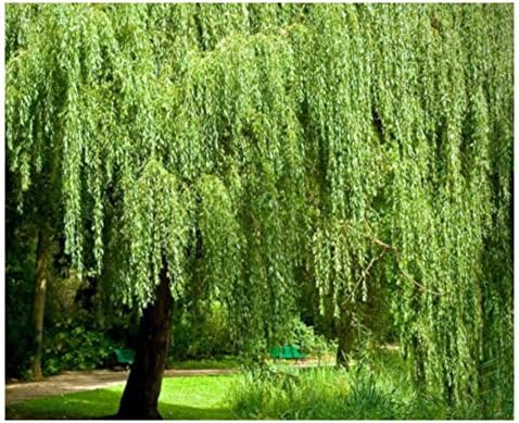 Brighter Blooms Weeping Willow Tree, 3-4 ft. - Image 3