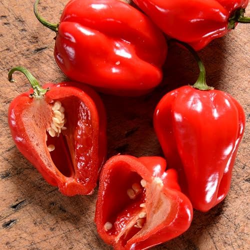 Seed Needs Red Habanero Hot Pepper Seeds to Plant Vegetables - 1 Pack - Image 2