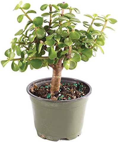 Brussel's Bonsai - Small Jade Live Bonsai Tree, Potted Indoor Plant by BrusselsBonsai