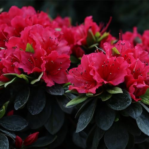 Proven Winners 2 Gal. Perfecto Mundo Red Azalea Shrub - Image 2