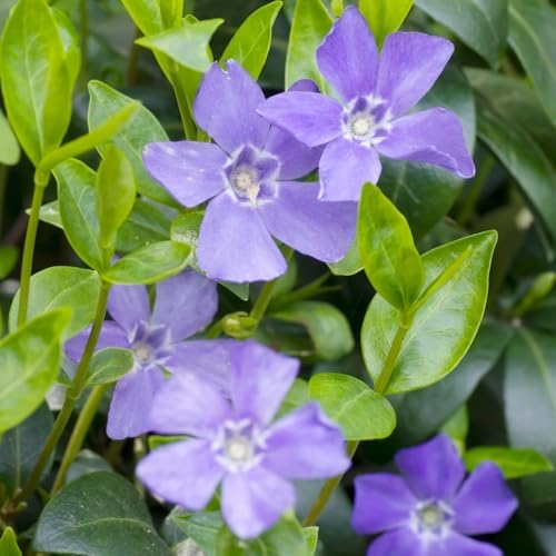 50 Vinca Periwinkle Live Plants - Vinca Minor Ground Cover Plants - Image 2