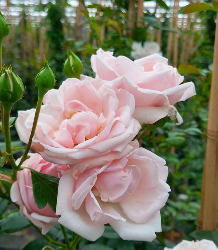 Pink Rose Plant Live for Planting, Fragrant Pink Climbing Rose Vine Bush for Outdoor Garden 4 to 6 Inch Tall - Image 2