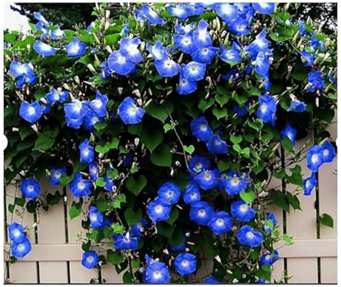 Morning Glory Seeds for Planting - 250 Fresh Seeds - Heavenly Blue Climbing Vine Flower Seed - Attracts Butterflies & Hummingbirds - Fast Growing Ivy - Grown in The USA by MardeRossCompany