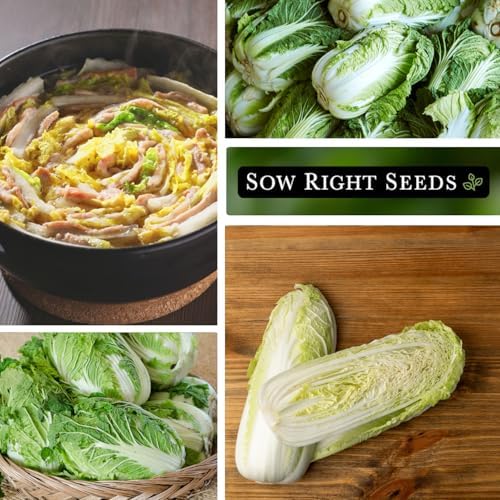 Sow Right Seeds - Hilton Napa Cabbage Seed for Planting Asian Vegetables - Image 4