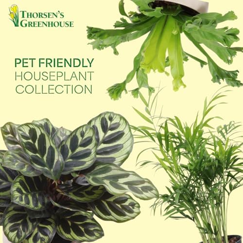 Live Pet Safe Houseplants (3 Pack), Grower's Choice Bundle, 4" Pots - Image 2