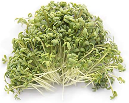 Garden Cress Seeds for Microgreens & Planting Outdoors | 1 LB Bulk Resealable Package | Non GMO Heirloom Variety | Rainbow Heirloom Seed Co. - Image 2