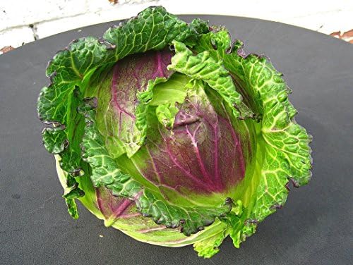 Cabbage 'January King No 3'- French Heirloom - Cold-Hardy - Crisp and Crunchy!! (25 - Seeds) - Image 4