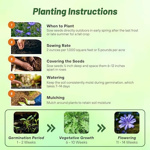 Outsidepride Chicory Seeds for Planting - 1 lb. Perennial, Easy to Grow & Drought Tolerant, Flower Seeds with Clustered Pastel Blue Blooms for Garden Pastures & Wildflower Meadows - Image 5