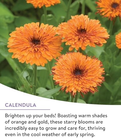 Burpee Wildflower 25,000 Bulk, 1 Bag | 18 Varieties of Non-GMO Flower Seeds Pollinator Garden, Perennial Mix - Image 3
