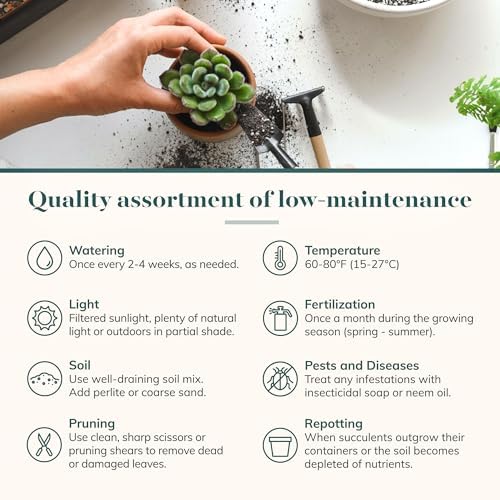 Shop Succulents | Verde Collection | Assortment of Hand Selected, Fully Rooted Live Indoor Green Succulent Plants, 40-Pack - Image 7