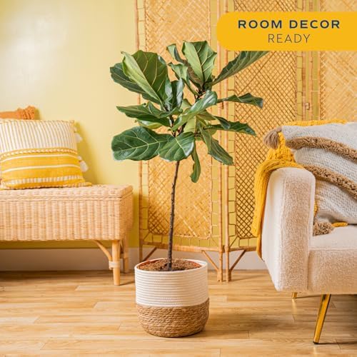 Costa Farms Fiddle Leaf Fig, Live Indoor Plant, Floor Plant, Statement Tree - Image 3