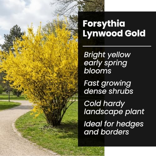 Weeping Forsythia Seeds for Planting, Ornamental Shrub, 100 Premium Seeds - Image 6