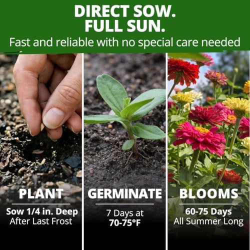HOME GROWN State Fair Zinnia Seeds, 600 Seeds, Zinnia elegans - Image 4