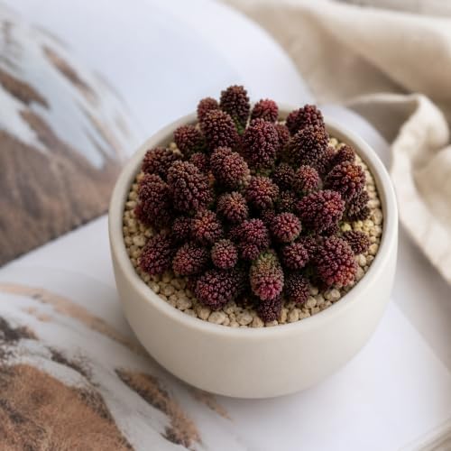 Adromischus Marianae VAR. Herrei Live Succulent Plant 2-2.5", Bare Root Succulent, No Pot or Soil, Easy Care Indoor Houseplant for Home Decor, Terrariums & Succulent Collections - Image 2